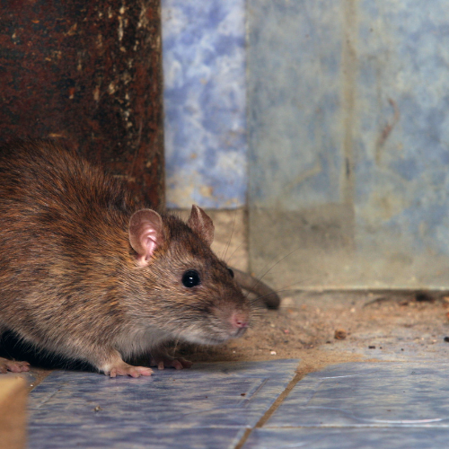 Rats